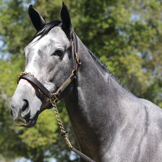 CAITLIN DUNNE COMPARES CALDERA'S DEBUT WITH SEIZE THE GREY'S DEBUT