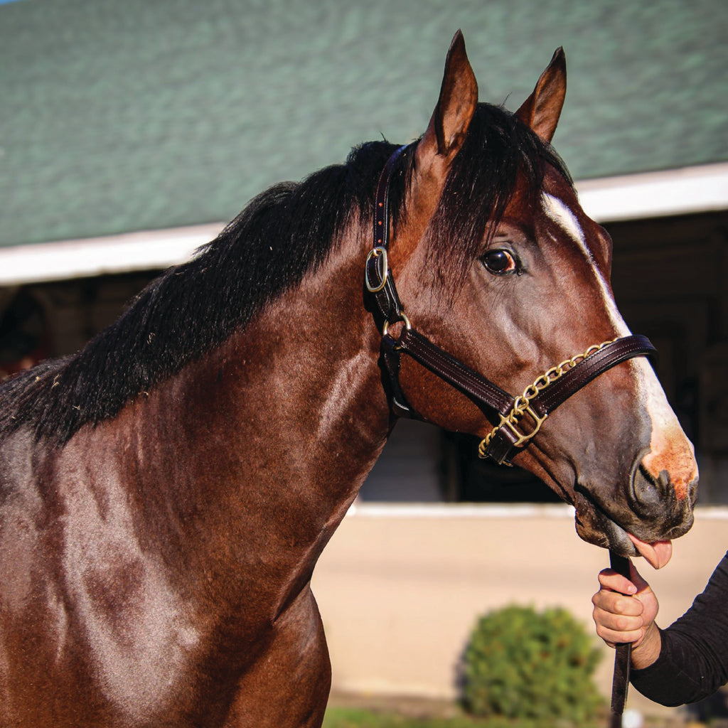 RECOVERING AND HEADING TO OAKLAWN PARK