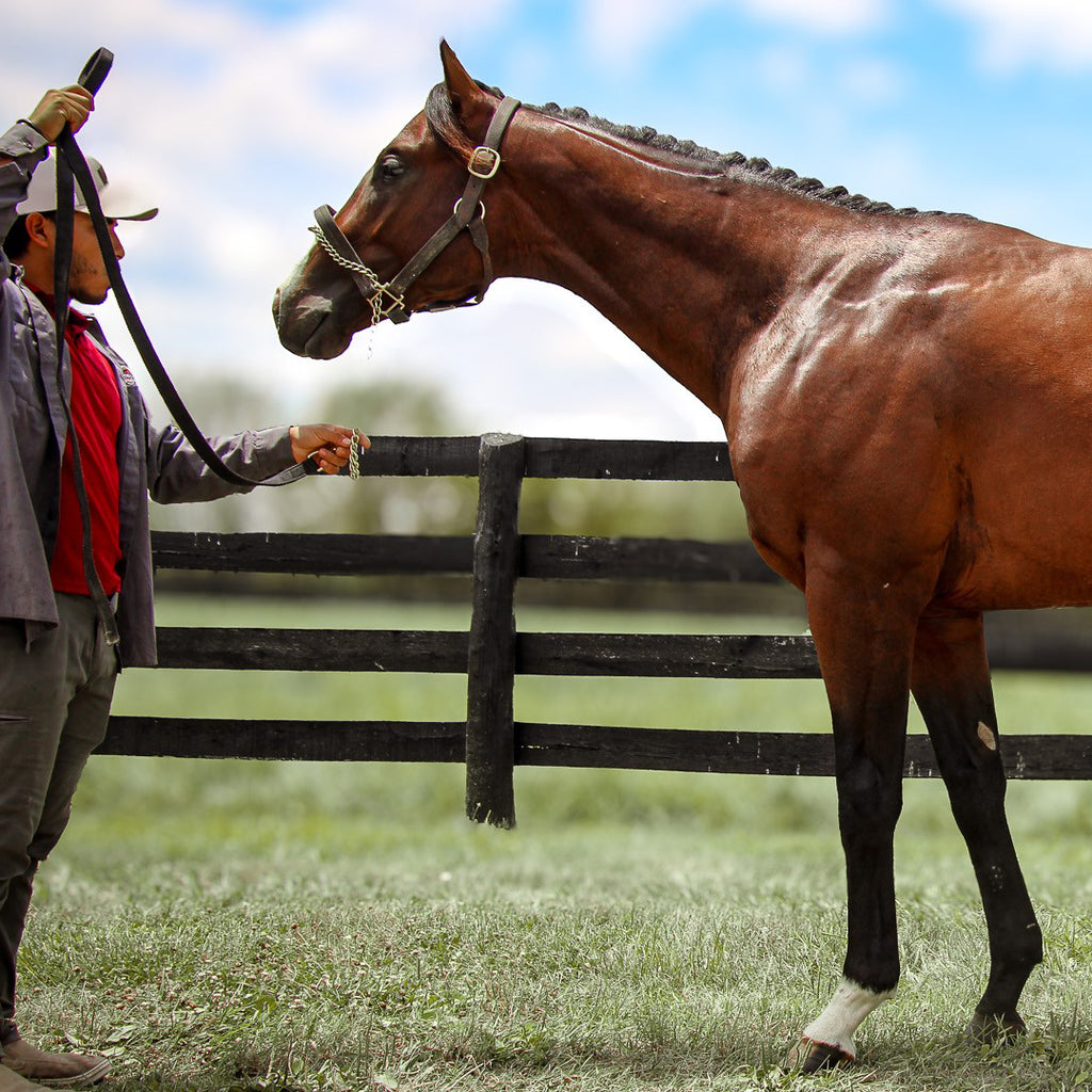 IMPROBABLE LUCK ARRIVES AT CHURCHILL DOWNS