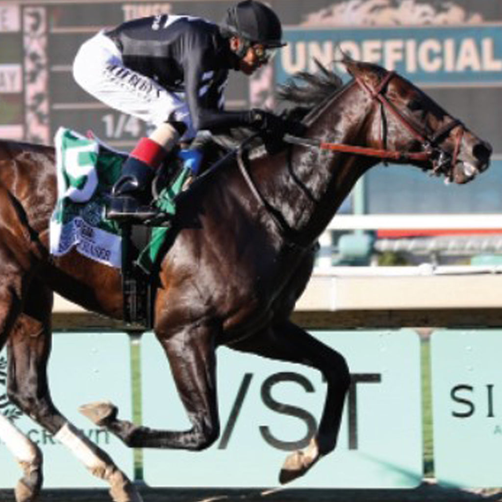 STRAIGHT NO CHASER: A GREAT SHOT AT THE BREEDERS’ CUP